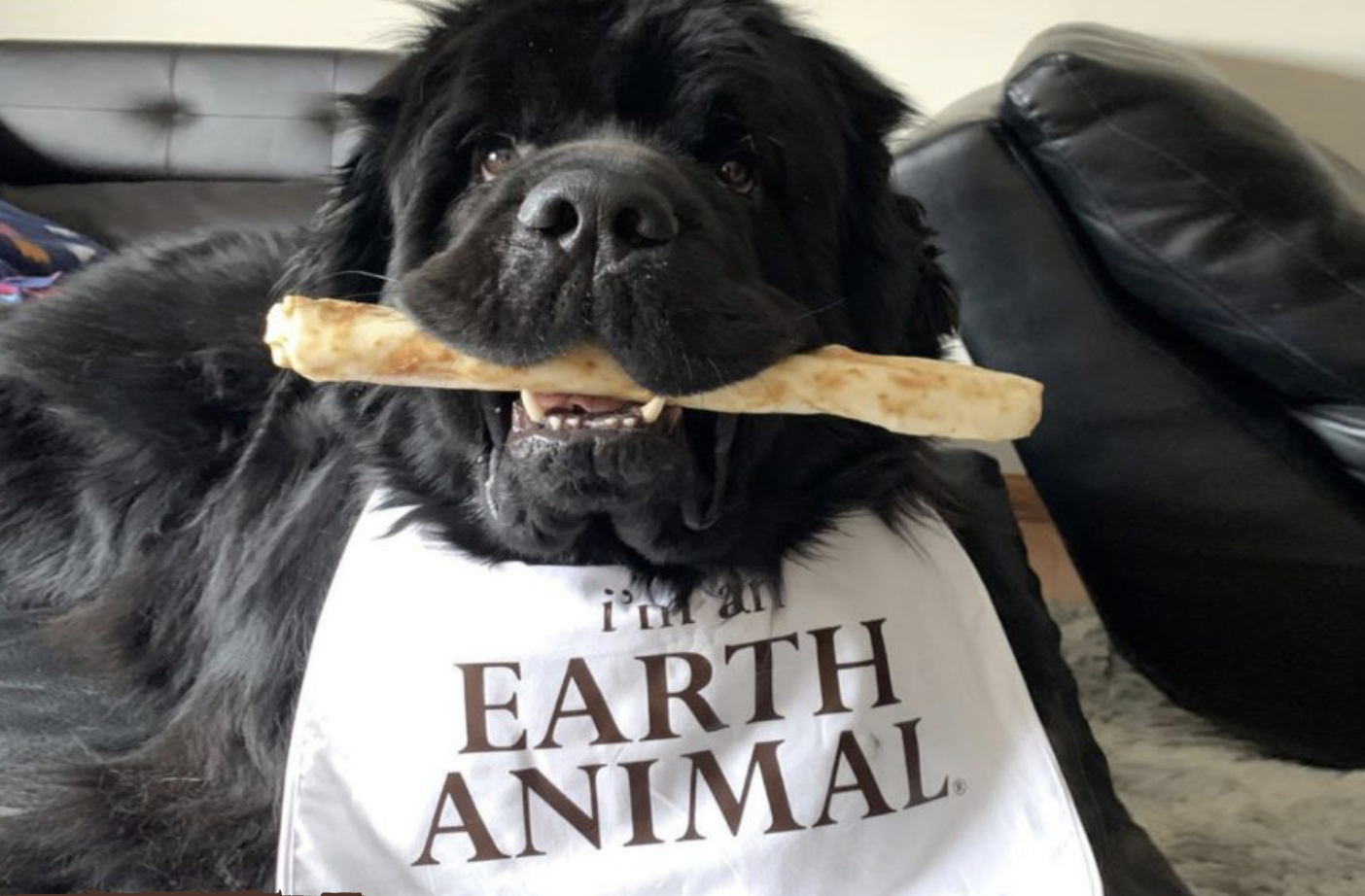 Spotlight: Earth Animal