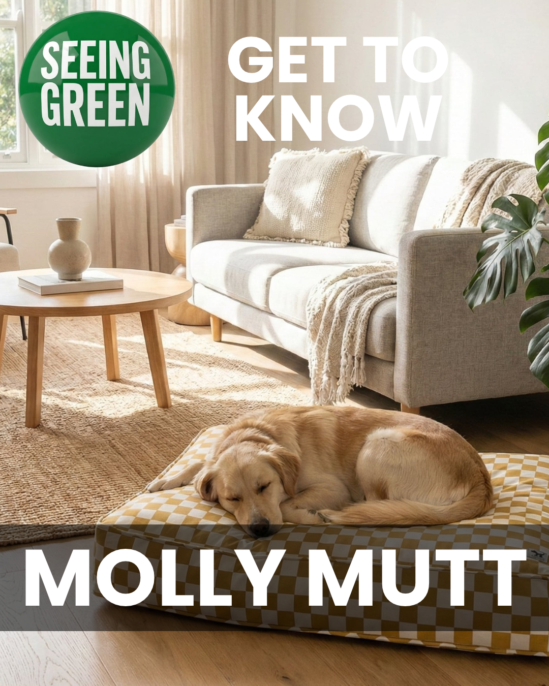 Molly Mutt Brings a Smarter, Longer-Lasting Approach to Dog Beds and Accessories
