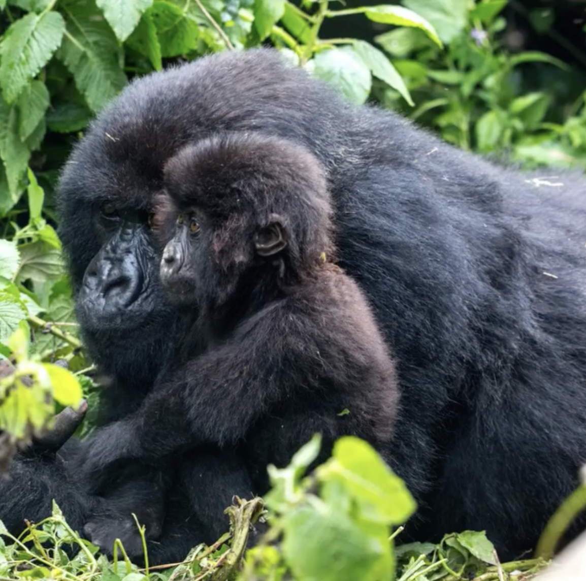 Close-up of a gorilla with its young nestled beside it, surrounded by dense green forest vegetation