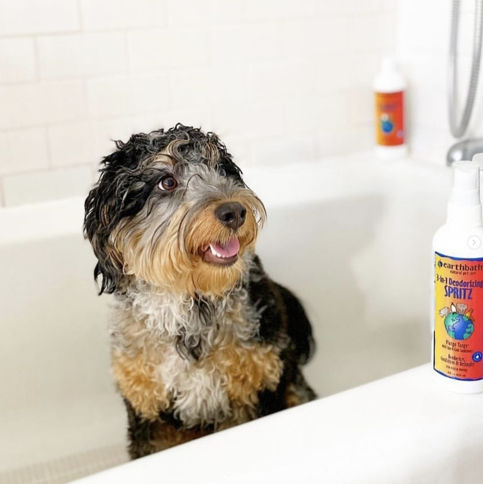 Wet dog sitting in a white bathtub during bath time, looking to the side, with an earthbath 3-in-1 deodorizing spritz bottle on the tub edge.