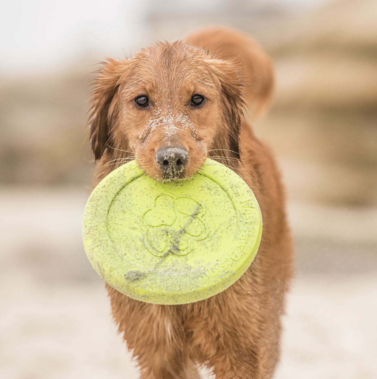 West Paw Proves That What's Good for Your Dog Can Also Be Good for the Planet