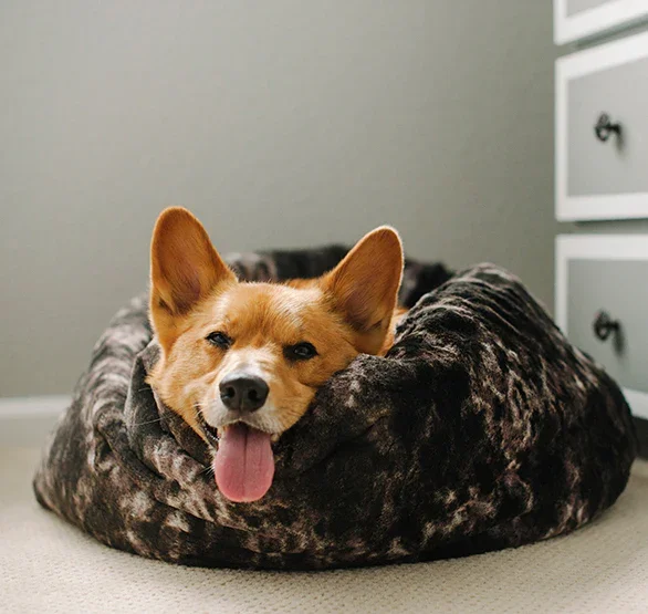 Corgi relaxing in a dark patterned plush dog bed with its tongue out, resting in a cozy bedroom corner beside a white dresser.