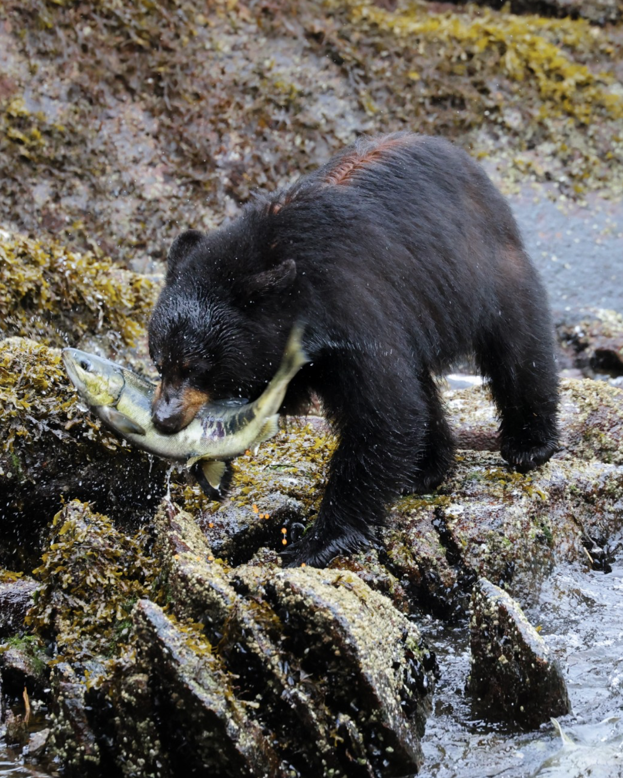 Black bear foraging on a rocky shoreline during an UnCruise Adventures wildlife expedition
