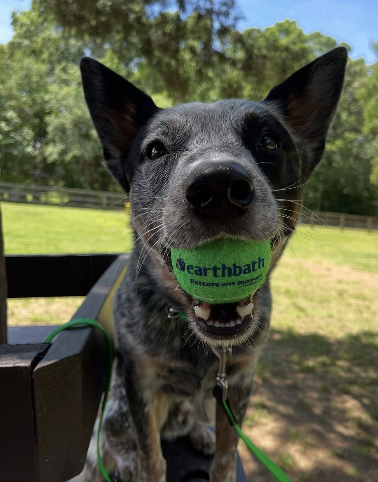 Dog holding a green earthbath tennis ball in its mouth while sitting on a bench outdoors, with trees and grass in the background.