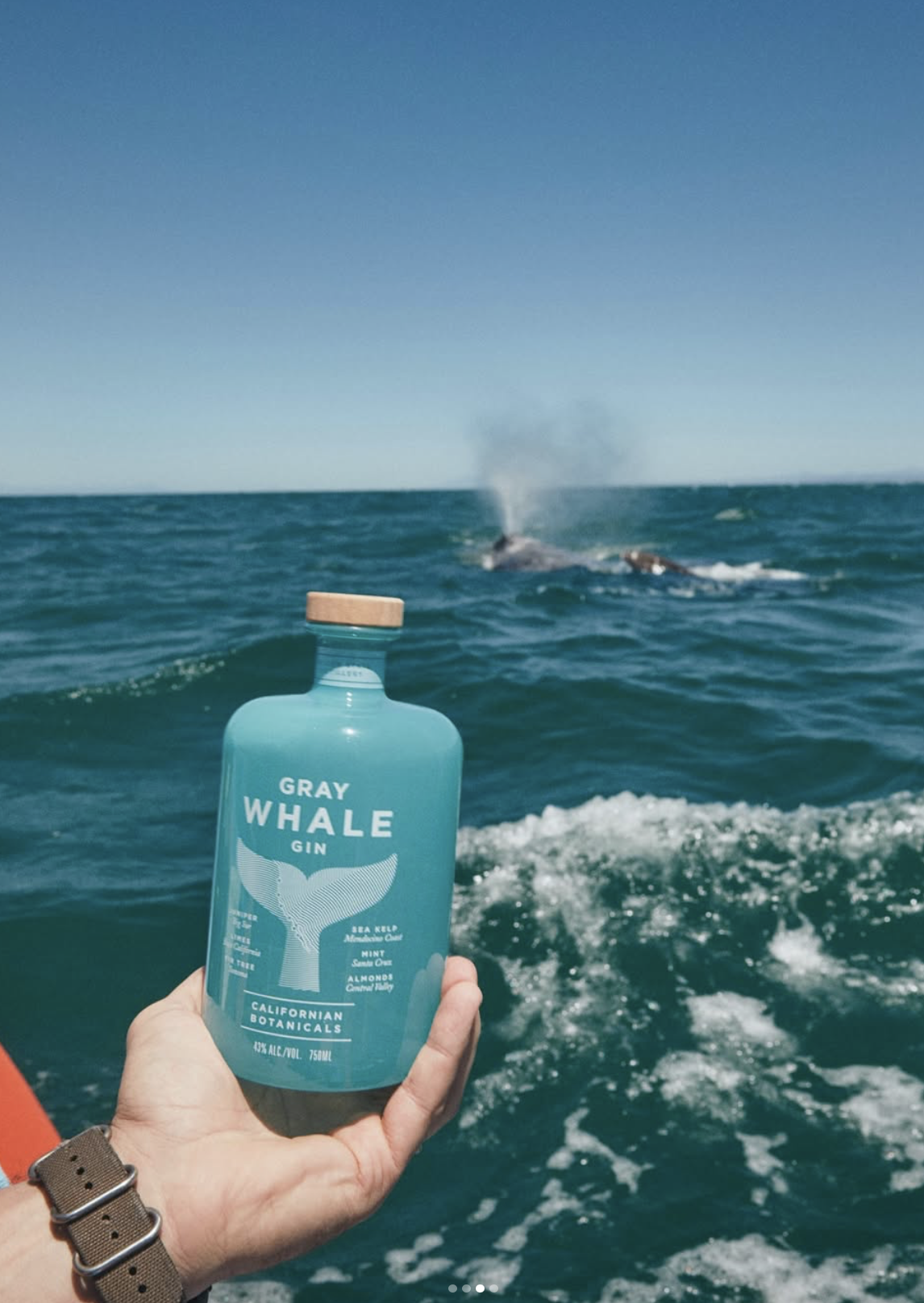 Hand holding a bottle of Gray Whale Gin over ocean waves with a gray whale surfacing in the background.