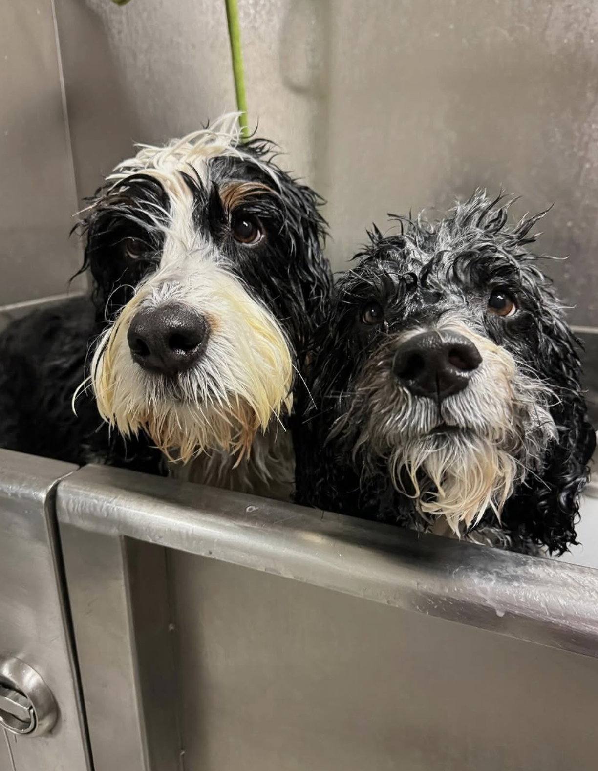 Two freshly bathed dogs with wet fur peeking over the side of a metal wash tub, looking up with wide eyes.
