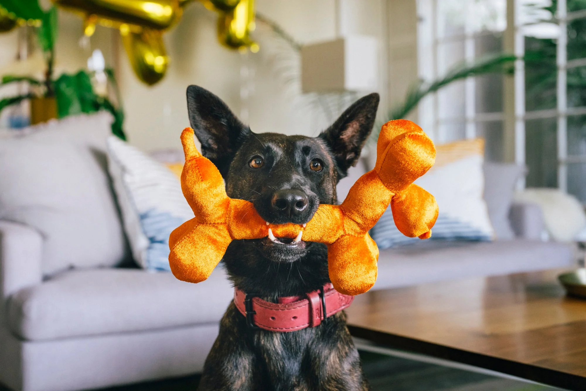 Black dog holding an oversized orange plush bone toy in its mouth while sitting in a bright living room with a modern couch in the background.