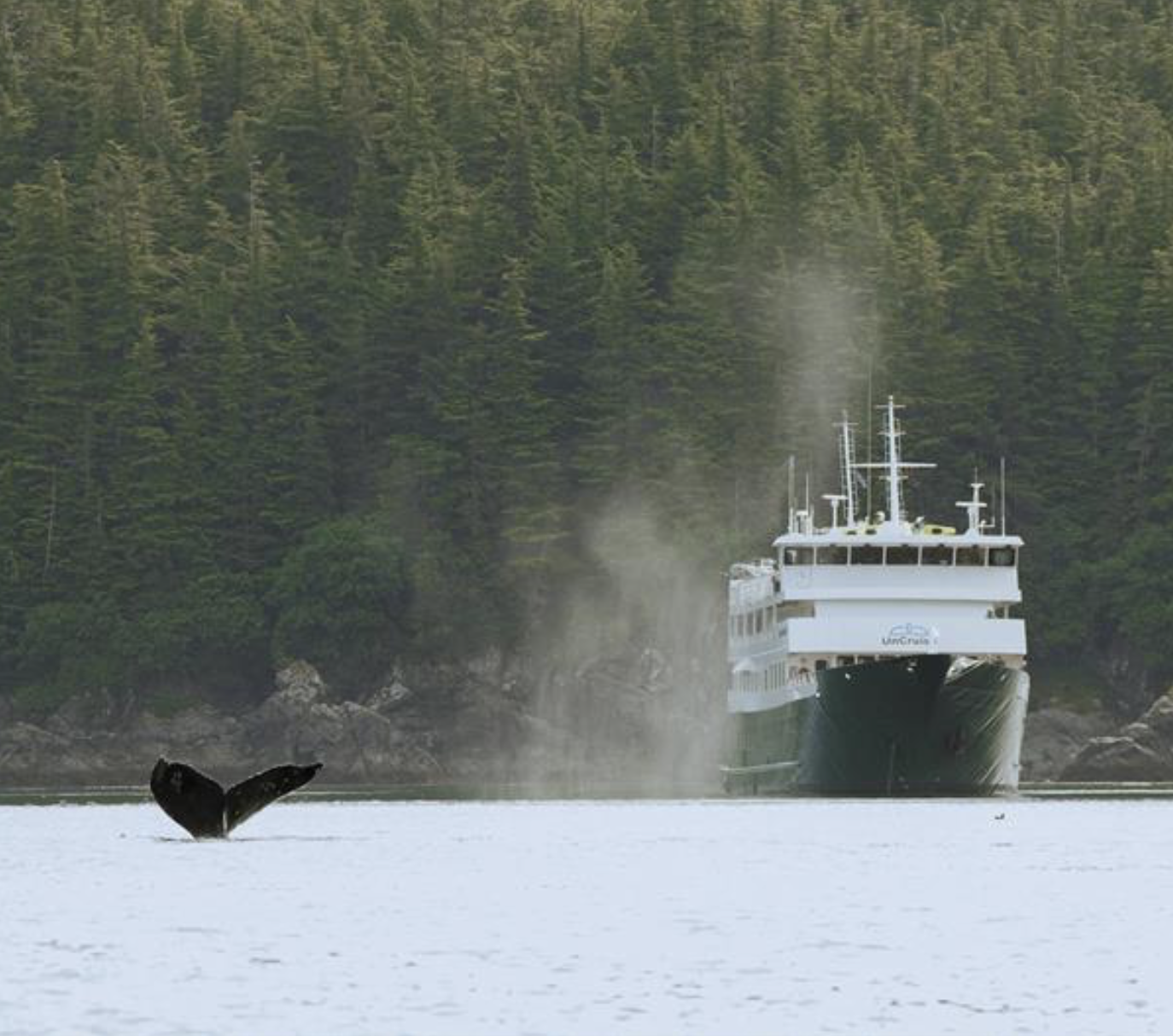 Humpback whale surfacing alongside an UnCruise Adventures small ship in Alaska waters