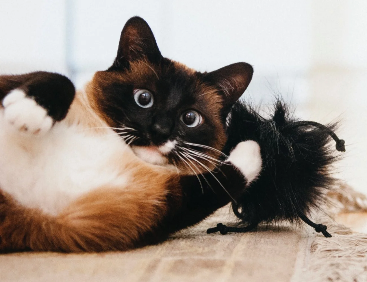 Blue-eyed cat lying on its back while playing with a black feather toy on a hardwood floor beside a colorful striped pet bed.