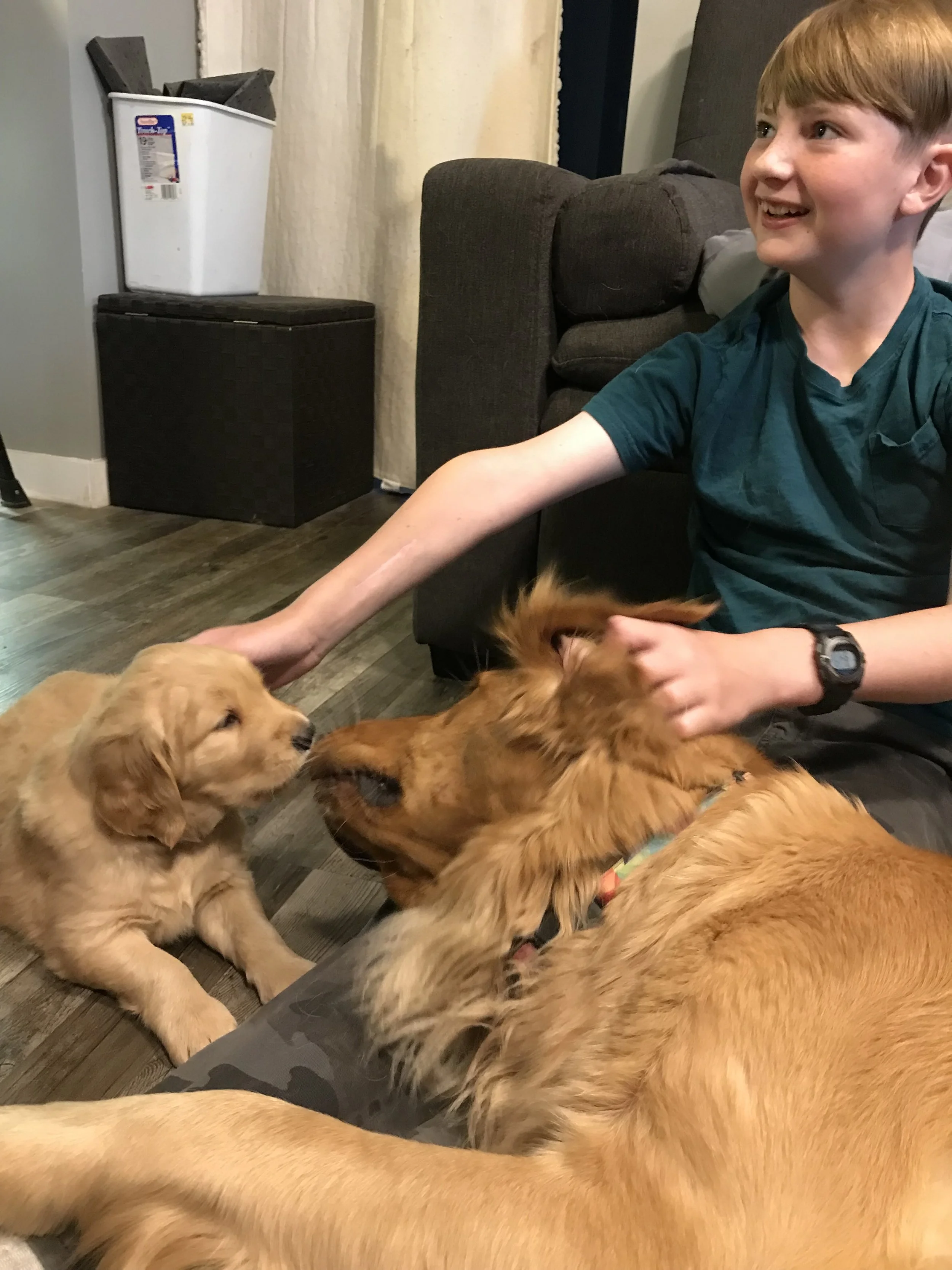 Introduction to Golden Retrievers