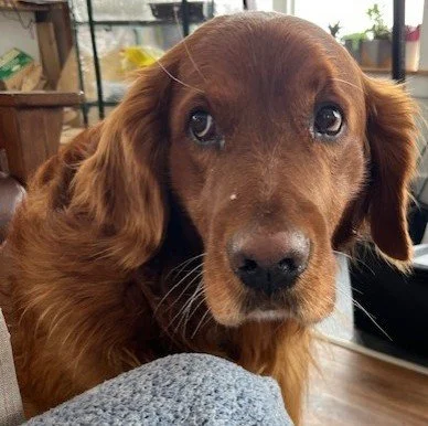 Characteristics of Golden Retrievers 