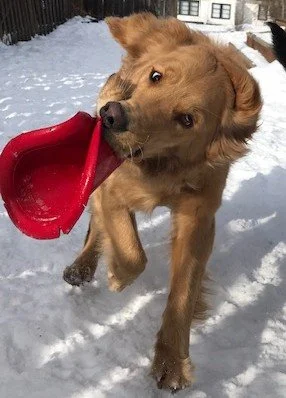 Golden Retriever Care and Maintenance