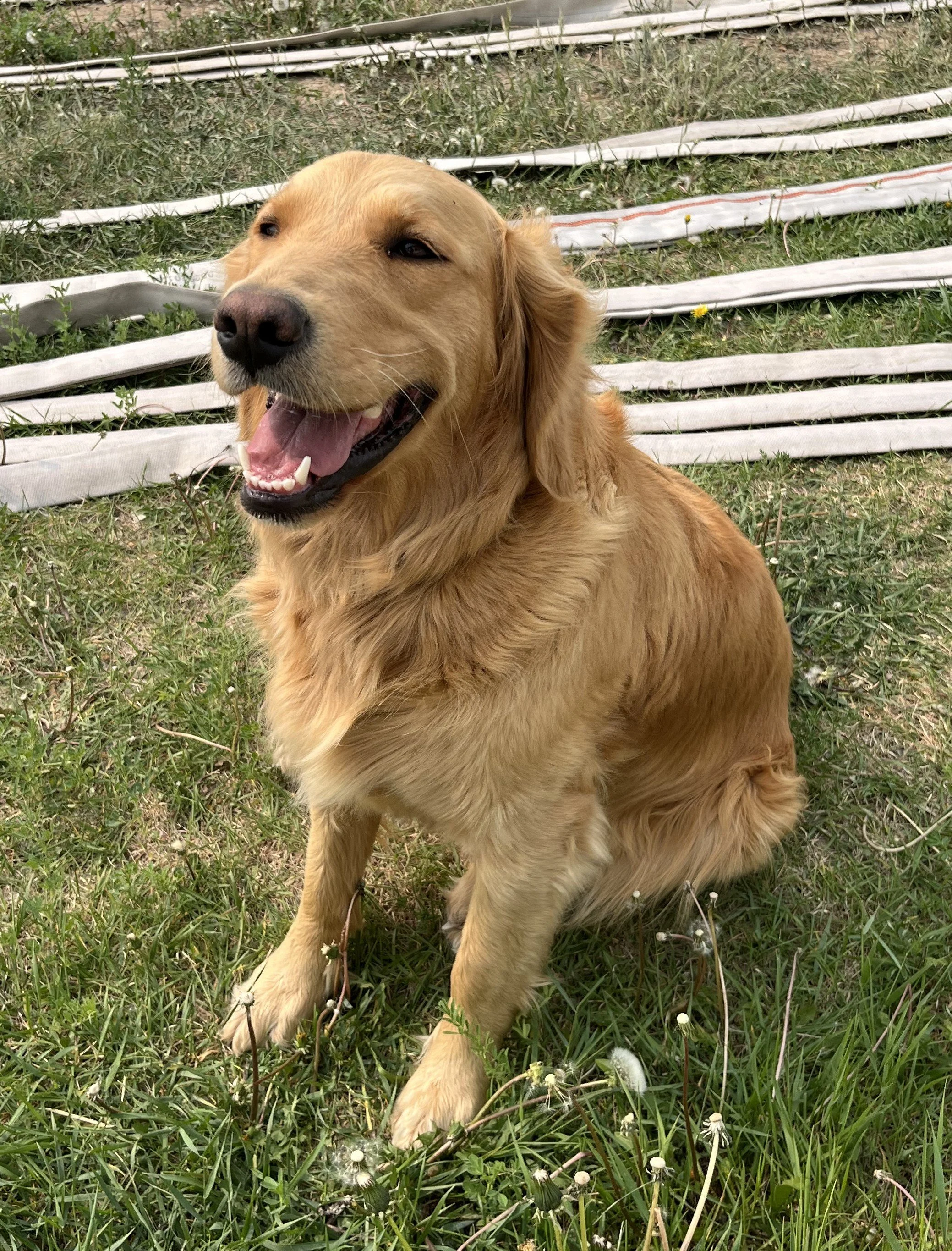 Health and Longevity of the Golden Retriever