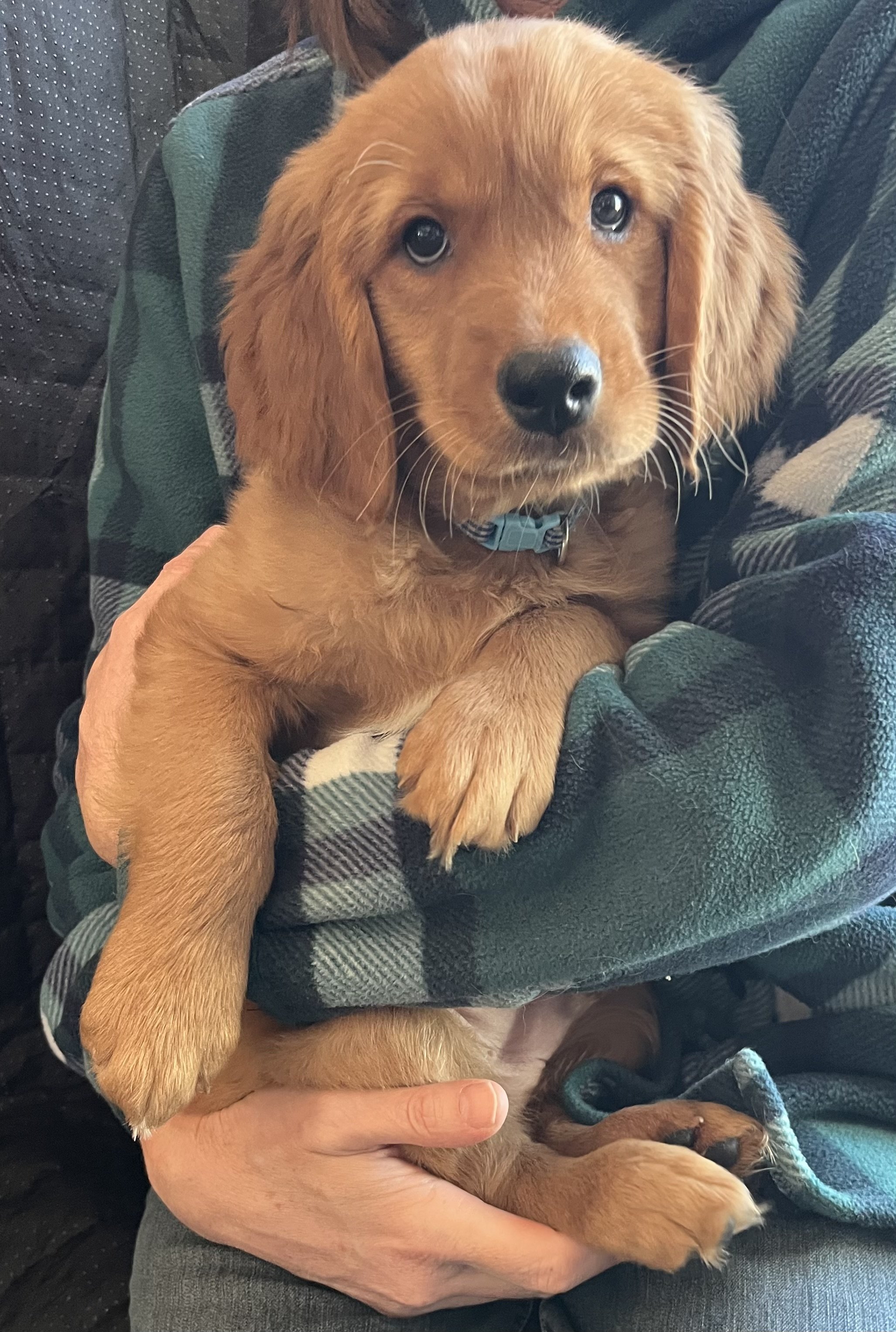 Grey/light blue male