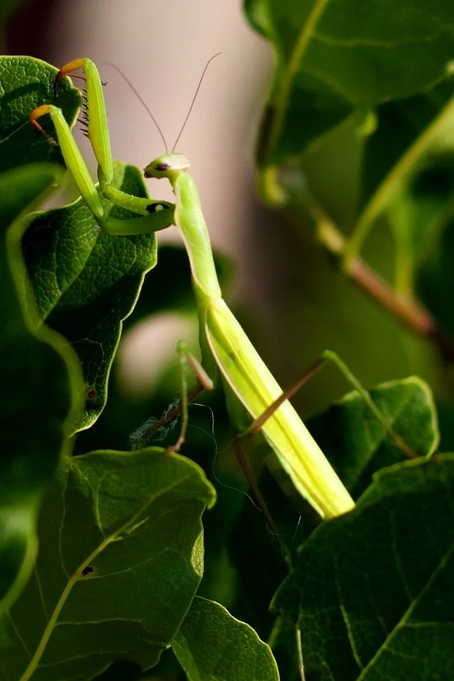 Chung's Praying Mantis Kung Fu and Tai Chi