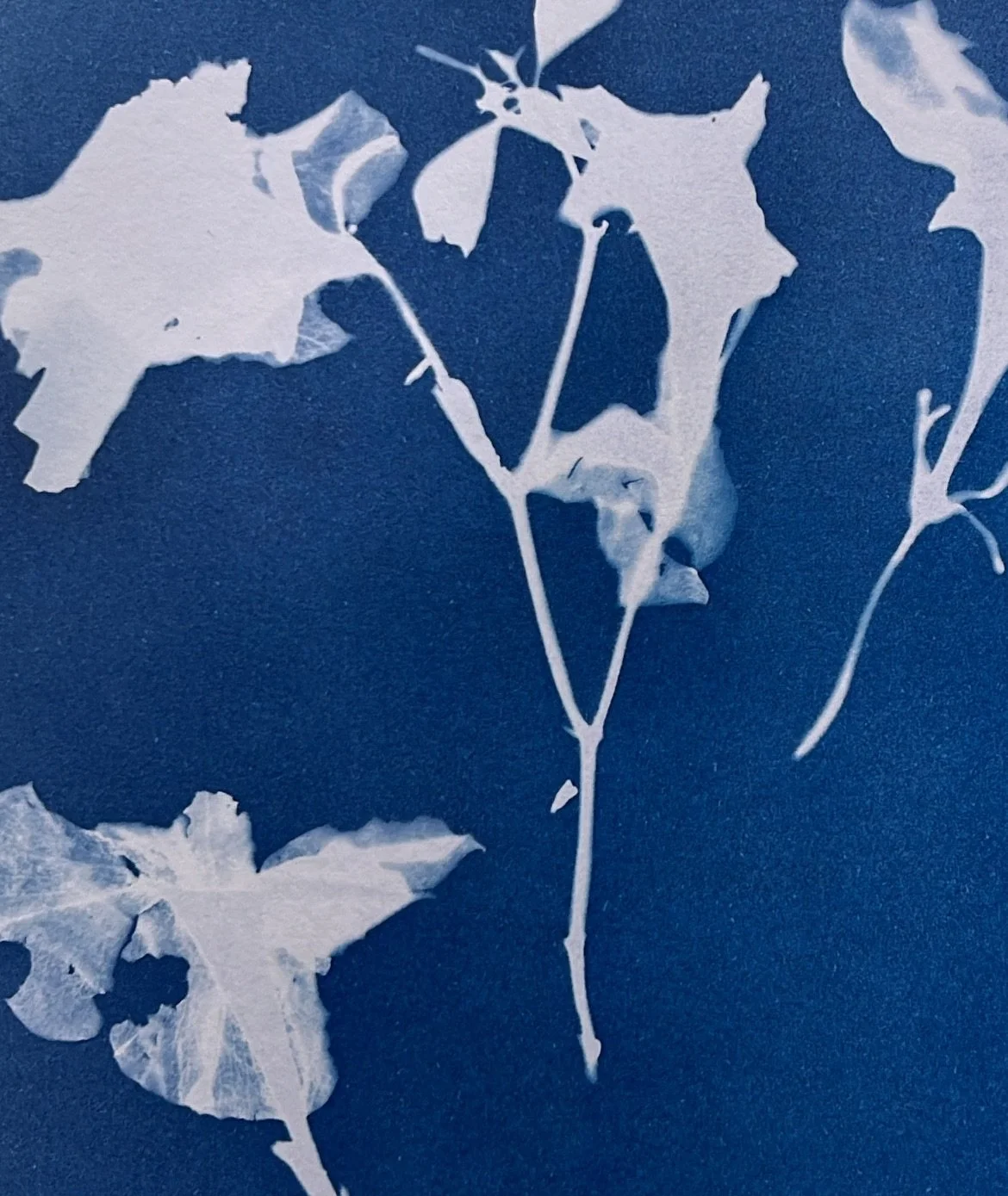 Cyanotype playground🌀
. 
.
.
.
.
#cyanotype #cyanotypeillustration #prints #experiments #illustrator #illustrations 
#sunprints #handmade #printmaking