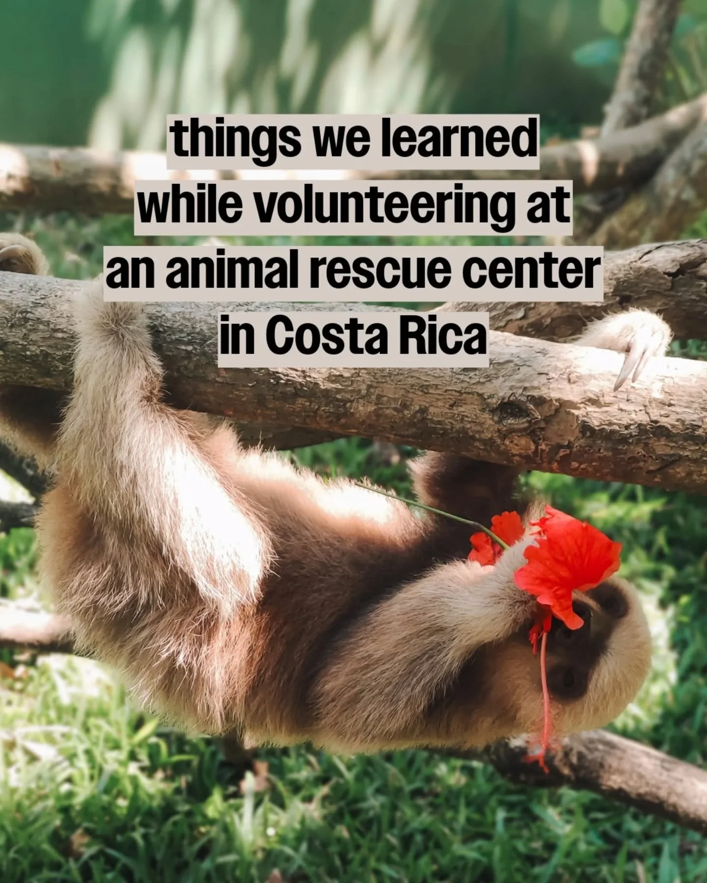 Volunteering at the @costaricaanimalrescuecenter_ was one of the most special experiences we&rsquo;ve ever had.

Two weeks in the jungle - feeding monkeys, chopping fruit, dodging parrot poop, and realizing how much work goes into giving rescued anim
