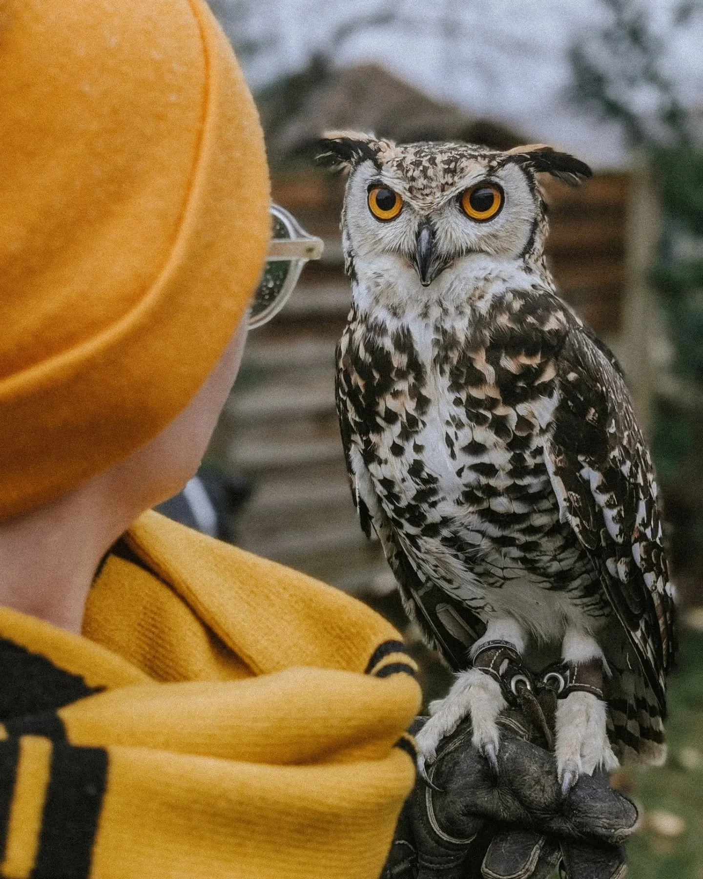 Spent the afternoon in Diagon Alley at Eeylops Owl Emporium, picking out owl companions for the new year at Hogwarts.

I wish&hellip; @eulen.zauber in Switzerland gets you close though.

#owlsofinstagram #exploremore #animalencounters #potterheads #w
