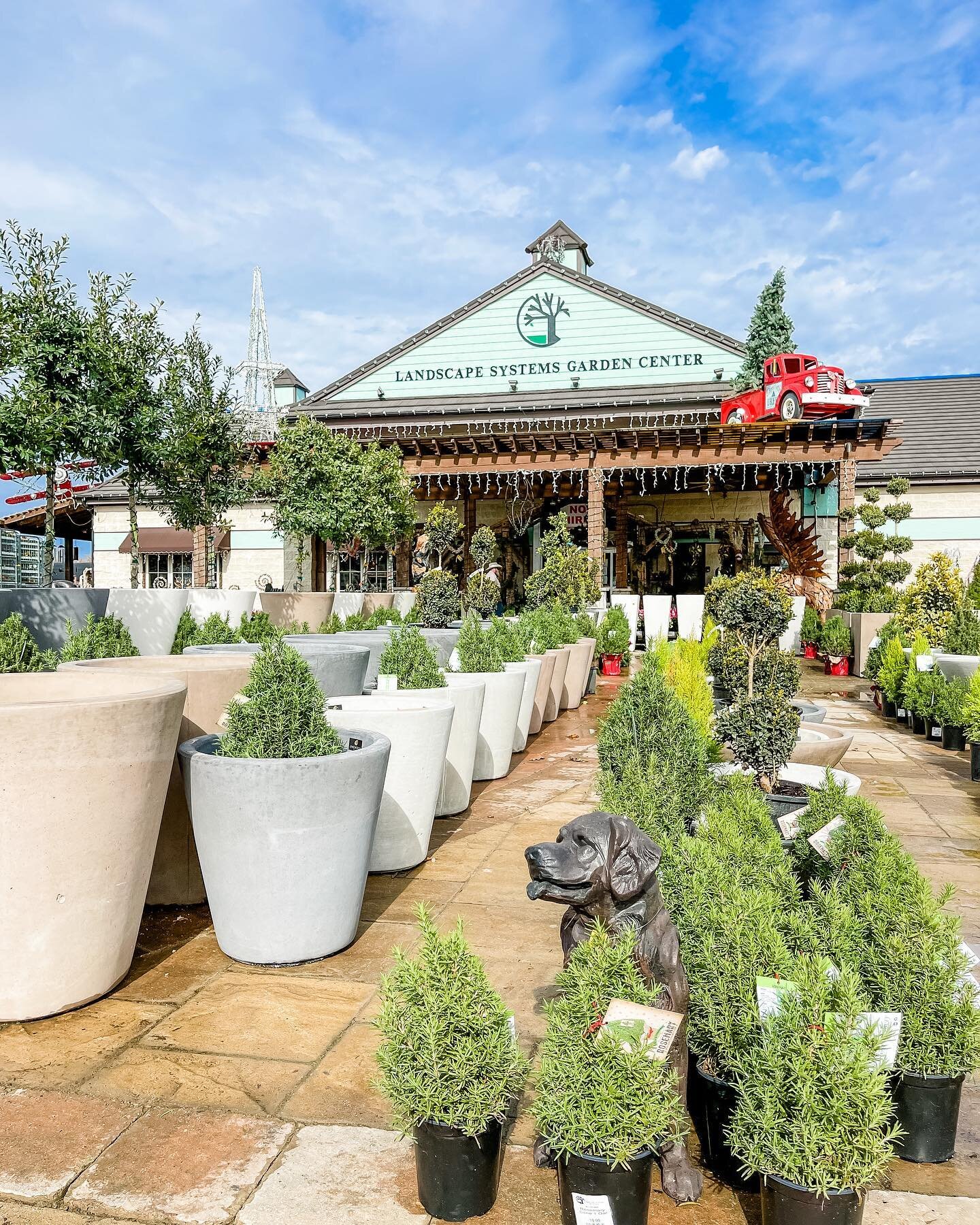 Our annual End of the Year SALE is going on NOW! Shop 25% off on trees, shrubs, plants and home decor. Take advantage of the warm weather for the next few days and get your winter color planted. 🌿🌳