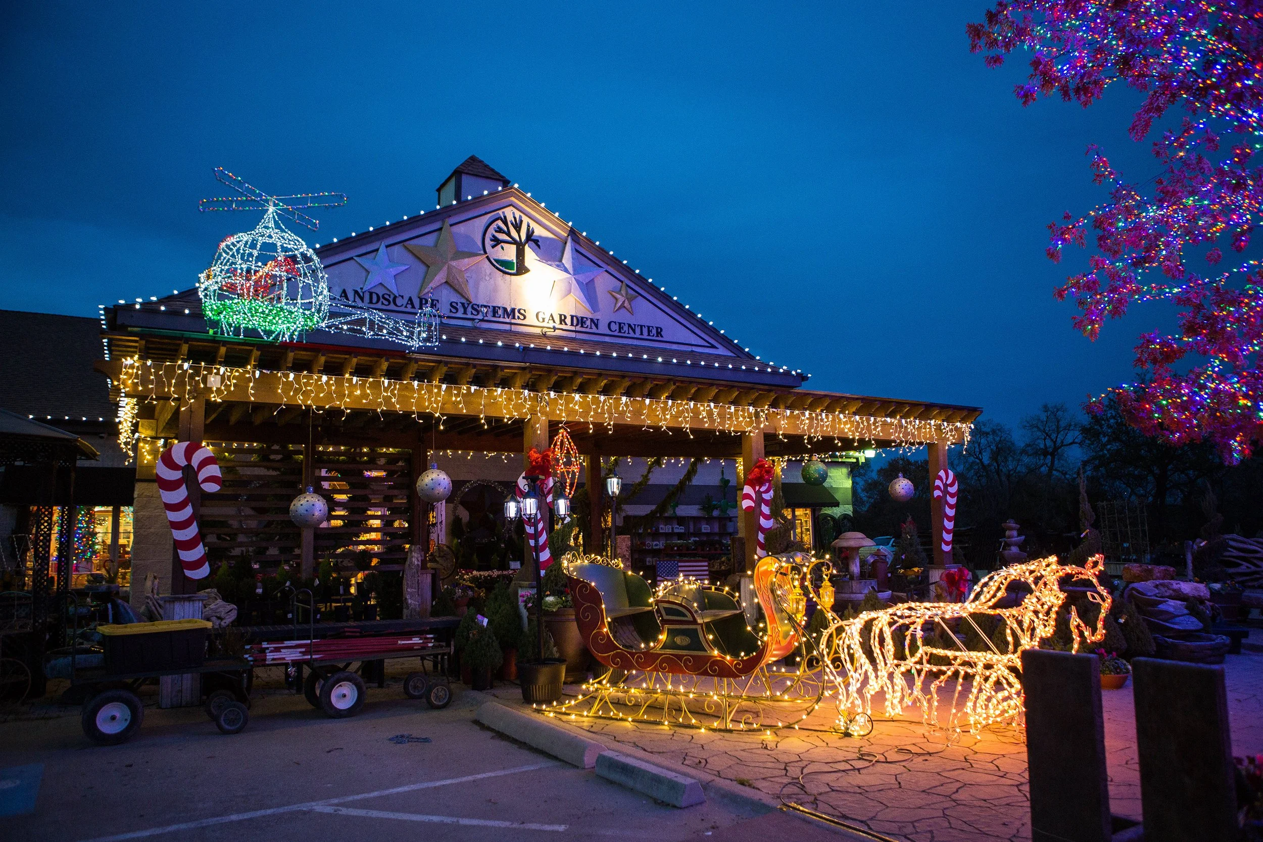 Southlake Texas Christmas Tree Farm (27 of 50).jpeg