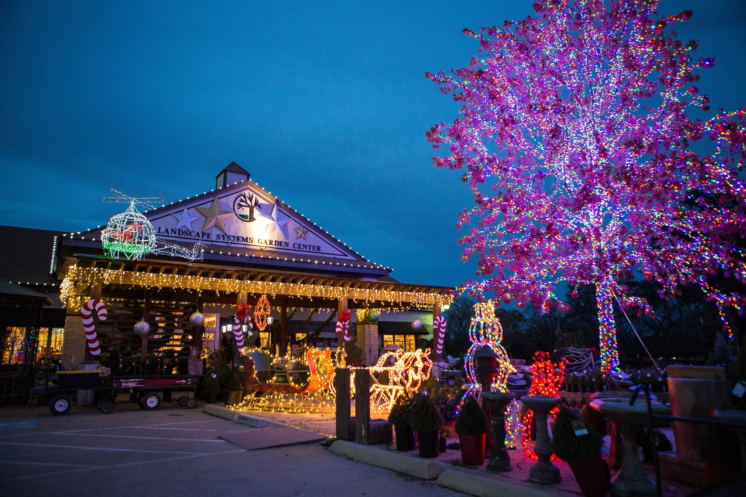 Southlake Texas Christmas Tree Farm (21 of 50).jpeg