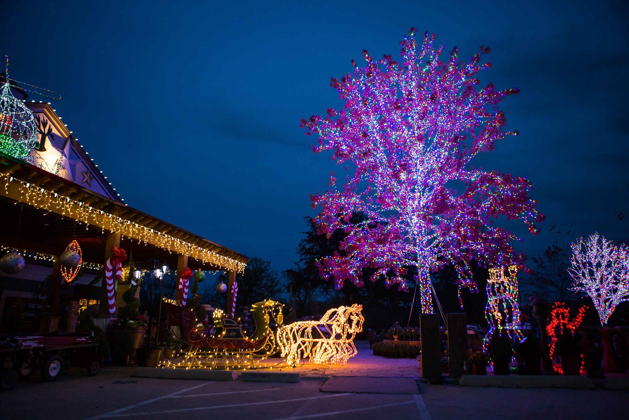 Southlake Texas Christmas Tree Farm (33 of 50).jpeg