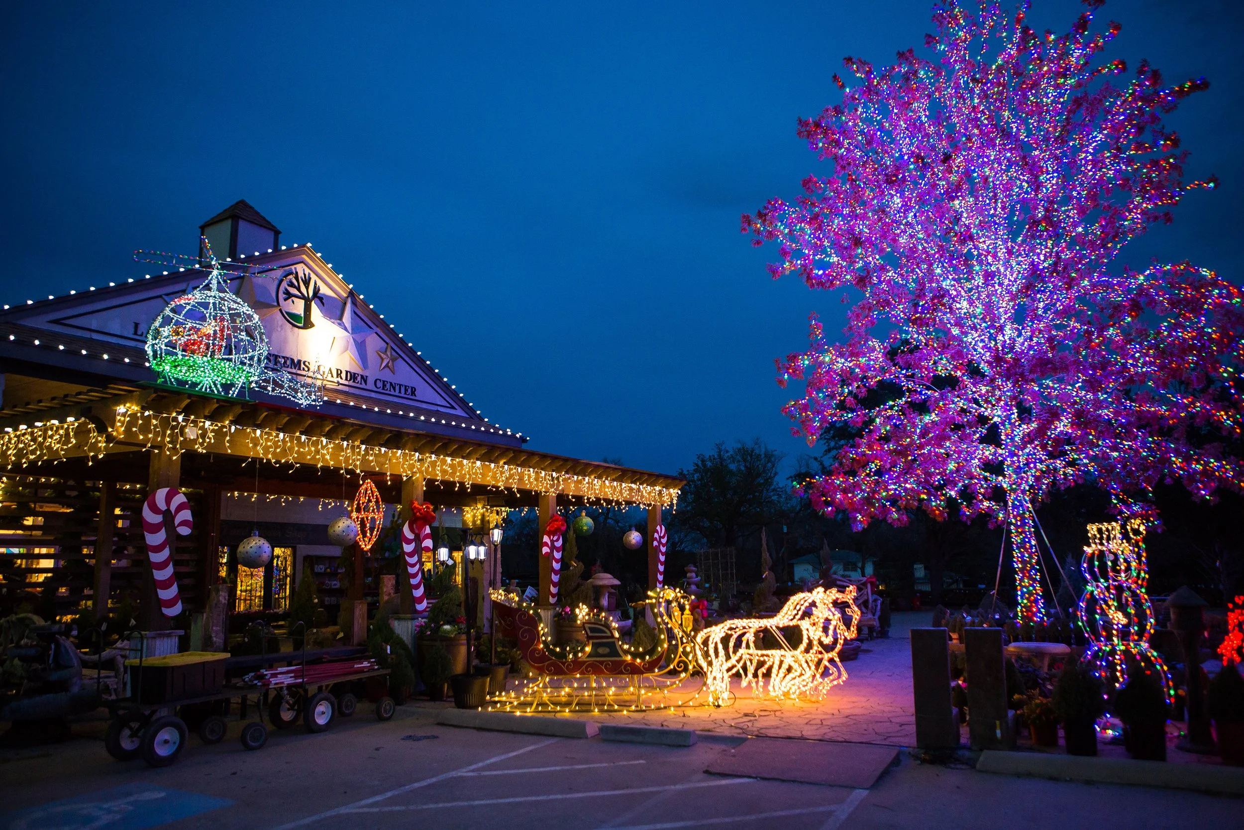 Southlake Texas Christmas Tree Farm (36 of 50).jpeg