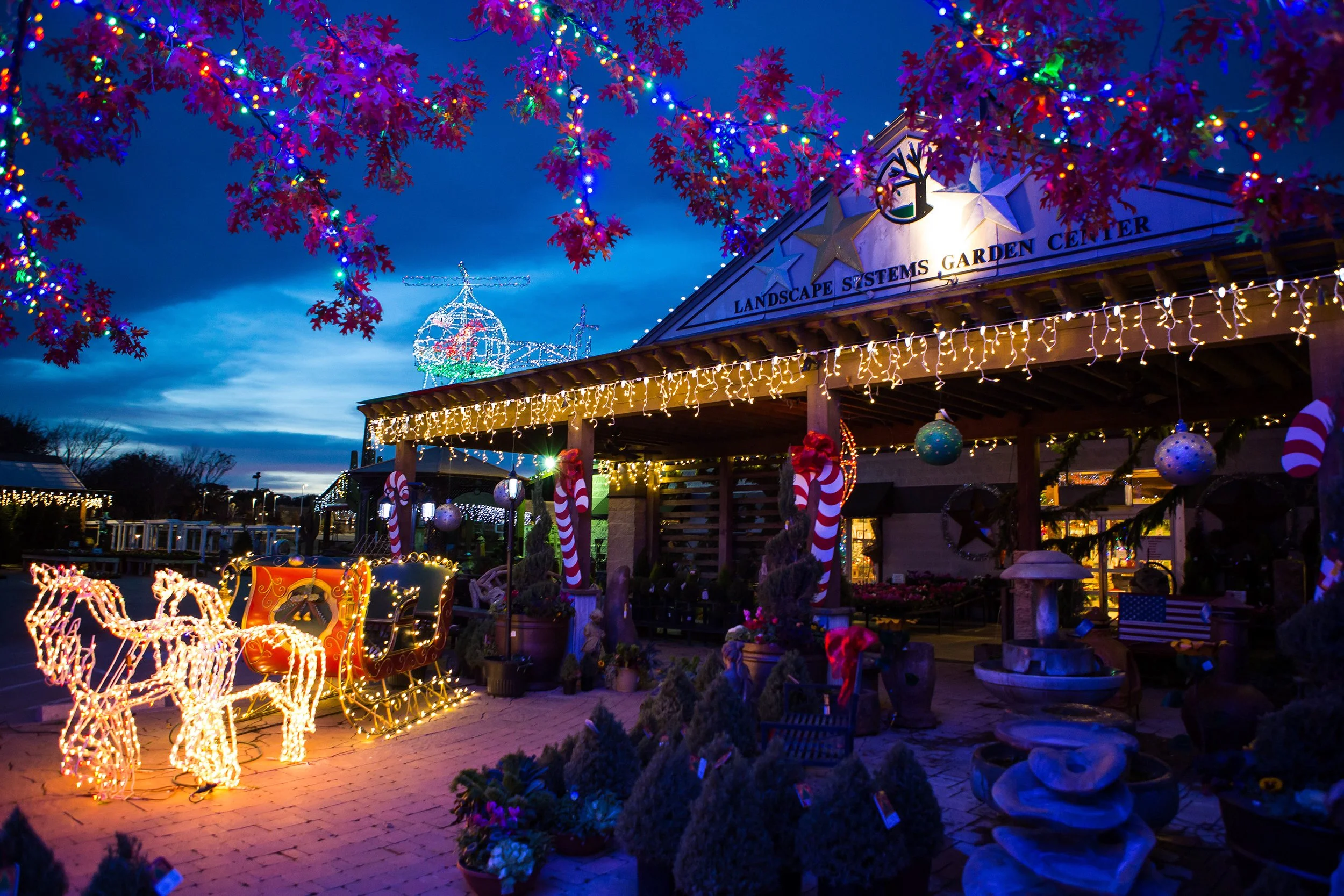 Southlake Texas Christmas Tree Farm (44 of 50).jpeg