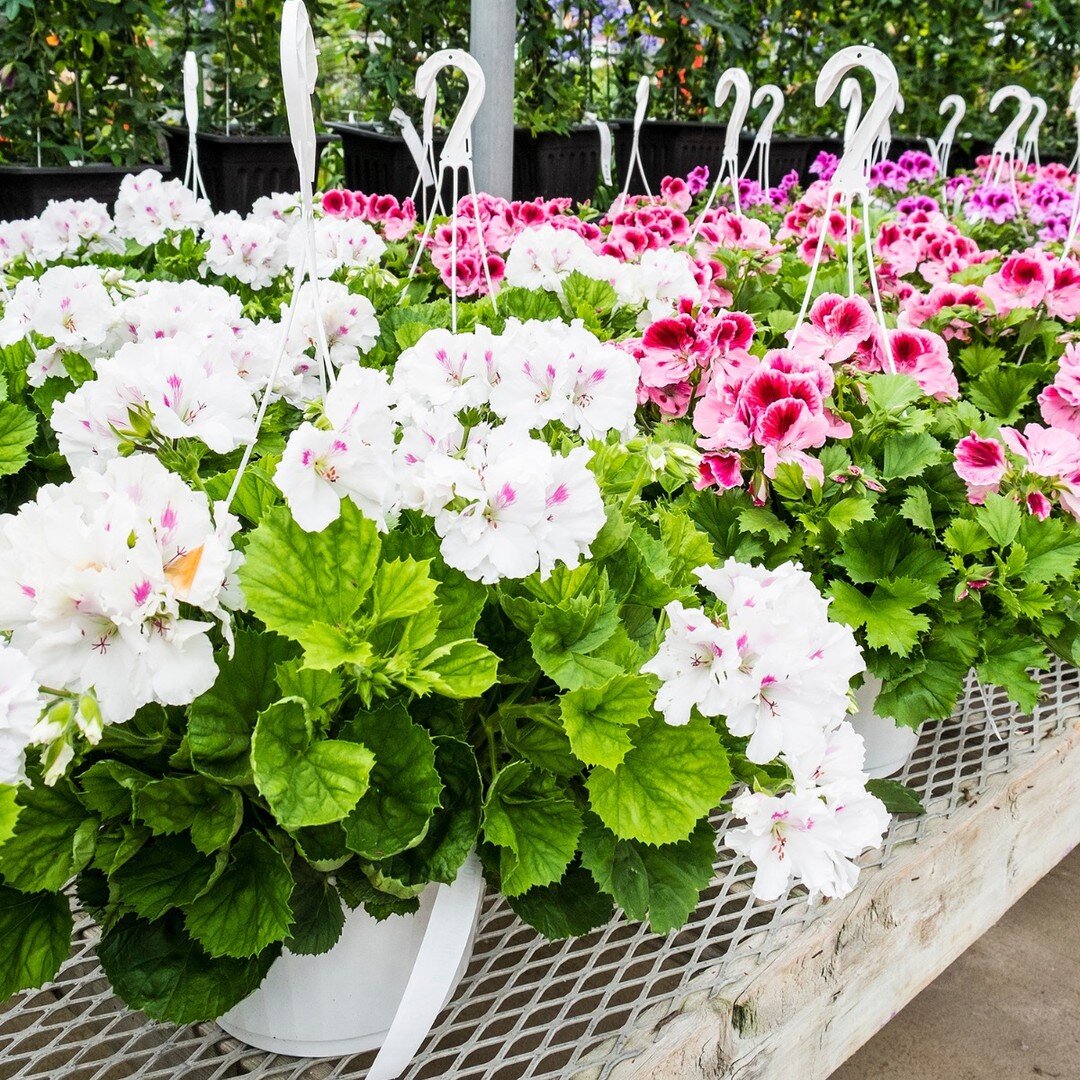 Don't let Mondays get you down! Start your week off right with us. Starting tomorrow, shop this week's Special of the Week, 25% off Geraniums. 🌸❤️
Click the link in our bio to read a little snippet about caring for Geraniums from the Farmer's Almana