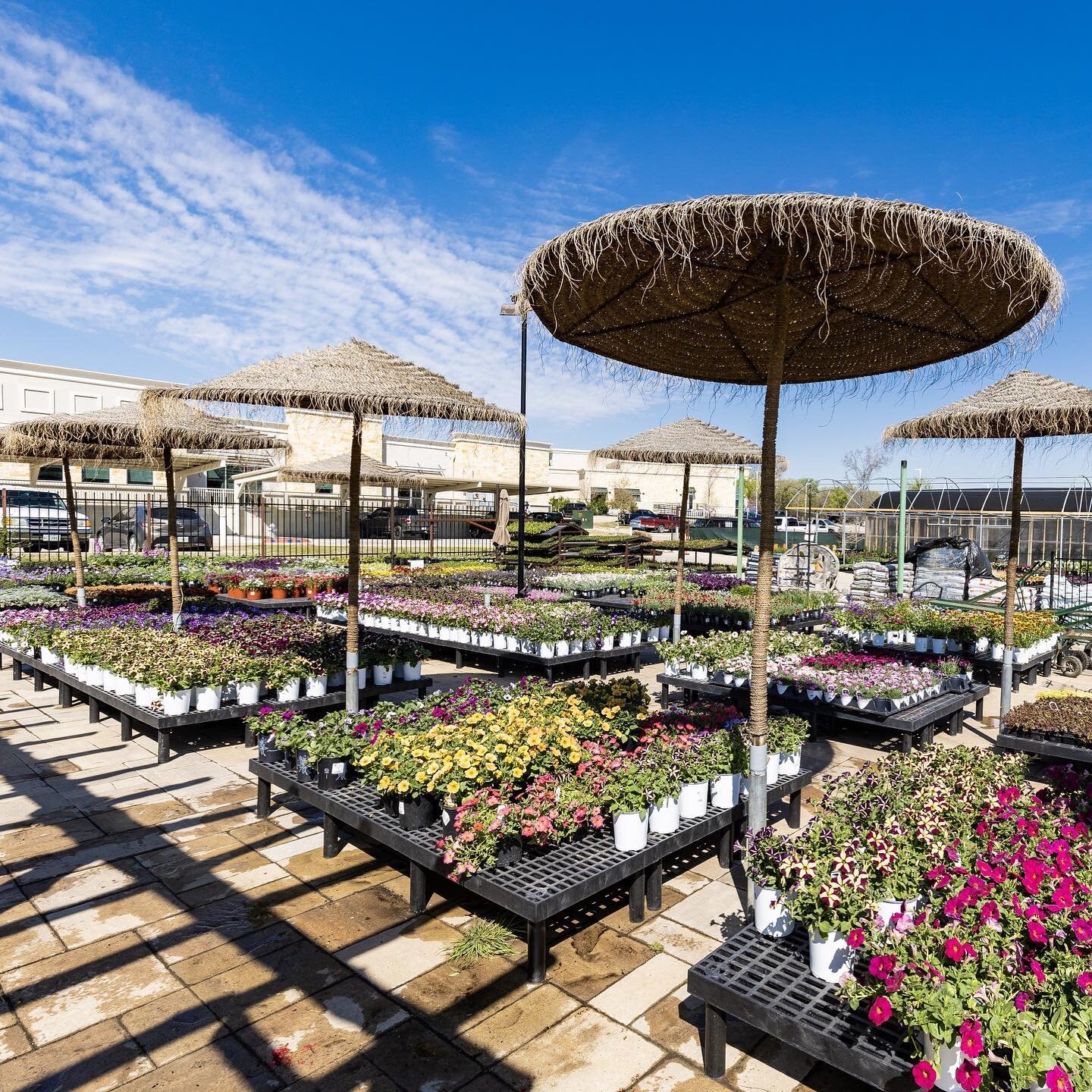 Stop by the nursery this week to see what&rsquo;s blooming! 🌸 While you&rsquo;re here shop select premium 12 inch petunia combo pots at 25% off, this week only while supplies last. 👏🏻