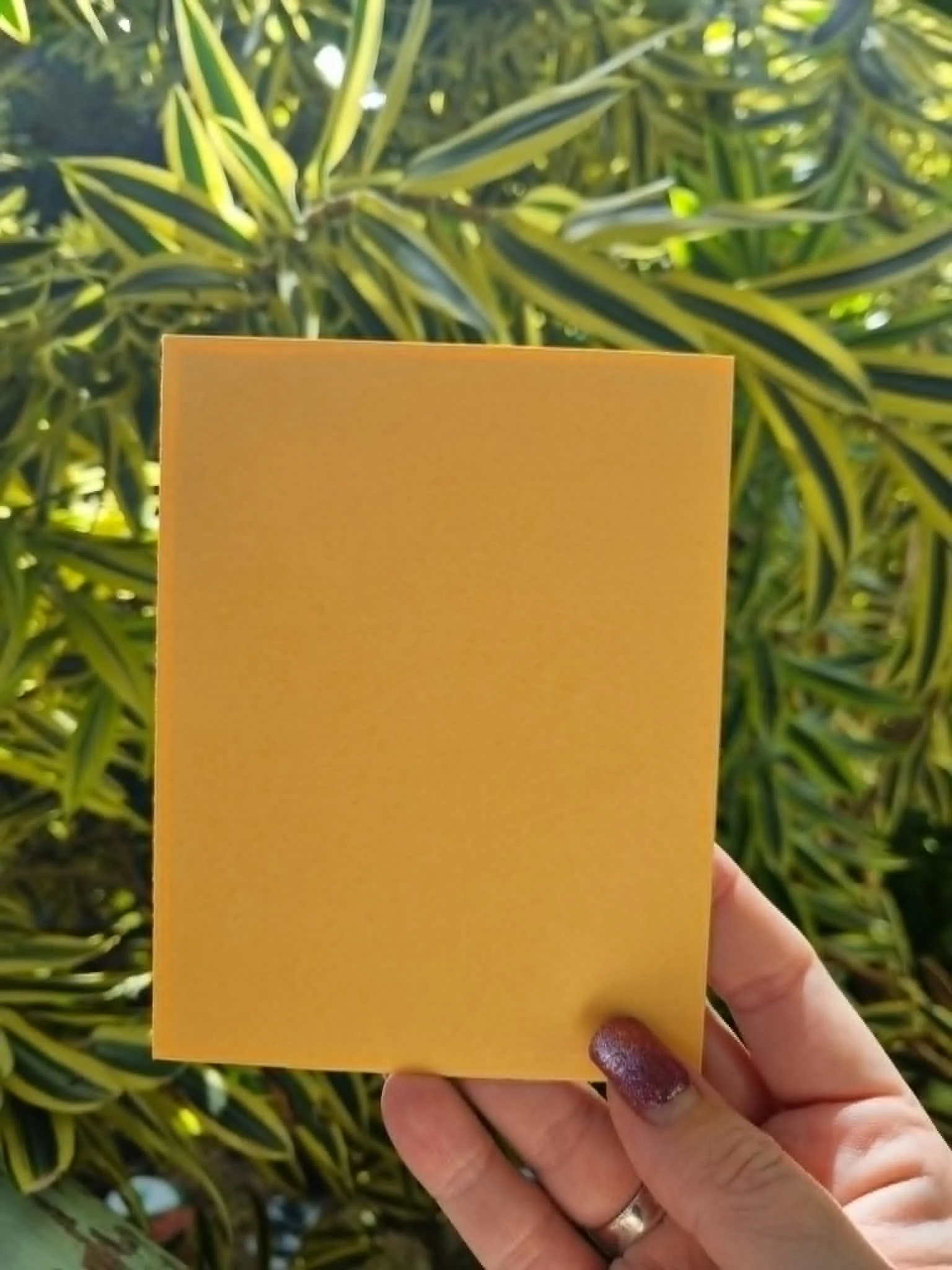 c00df8bd-7c3d-4b09-83ac-a3a59cd933ec.jpg