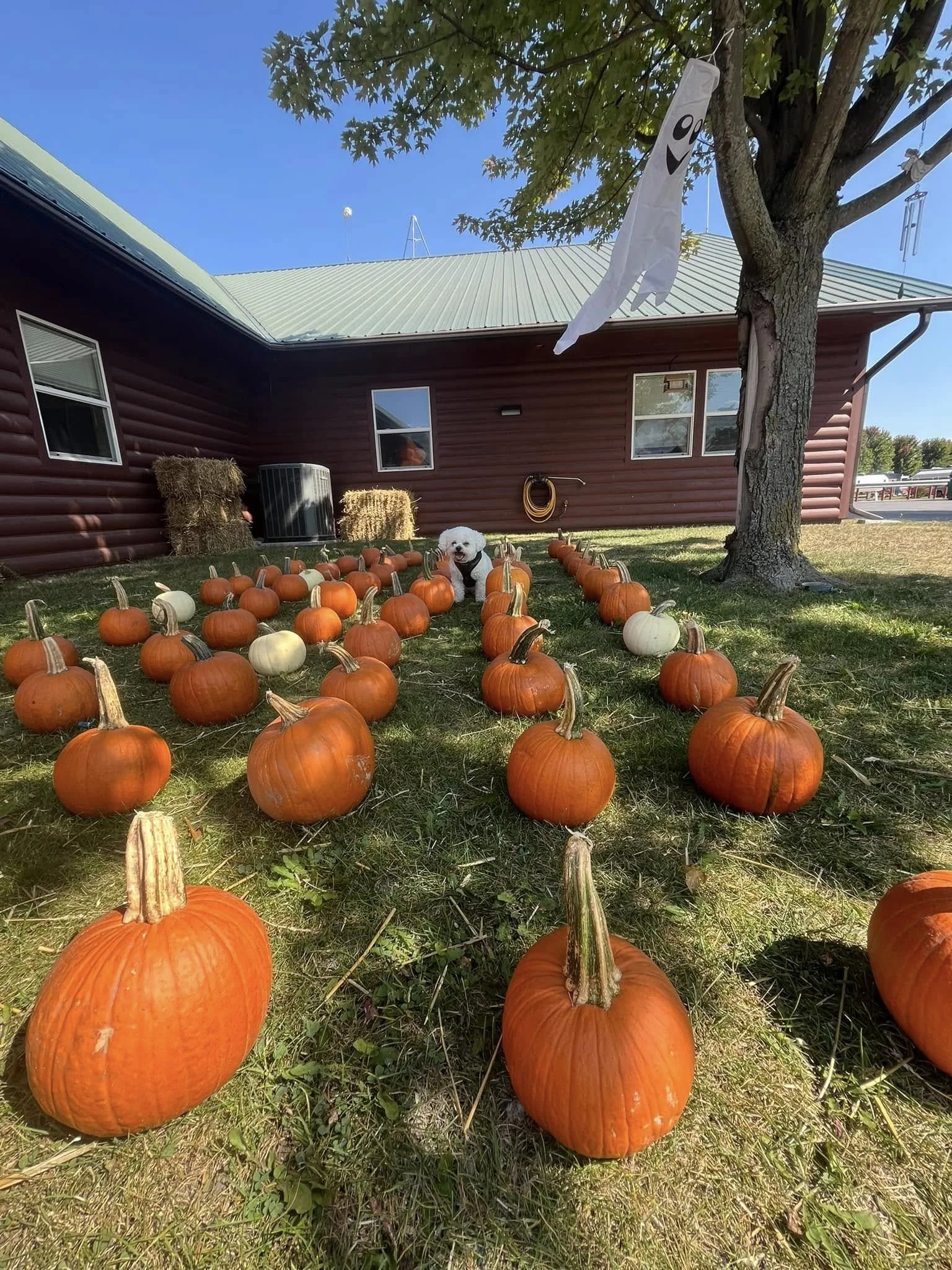 Halloweekend #1: Fall Fest Spooktacular 🎃