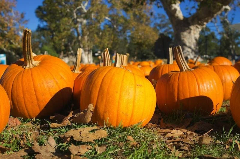 U-Pick Apples & Pumpkins at Schwallier's