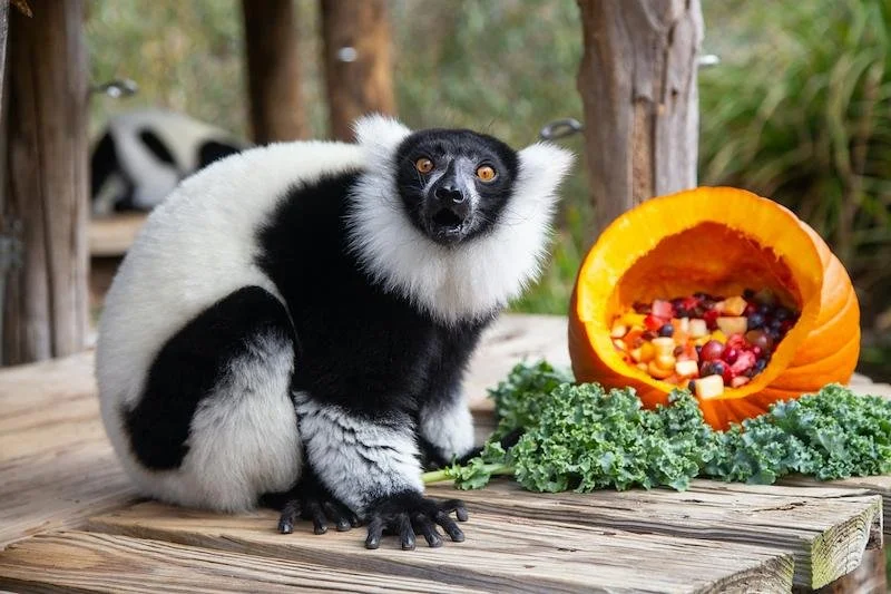 Zoo Goes Boo at John Ball Zoo