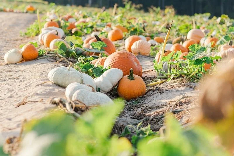 Post Family Farm Fall Festival