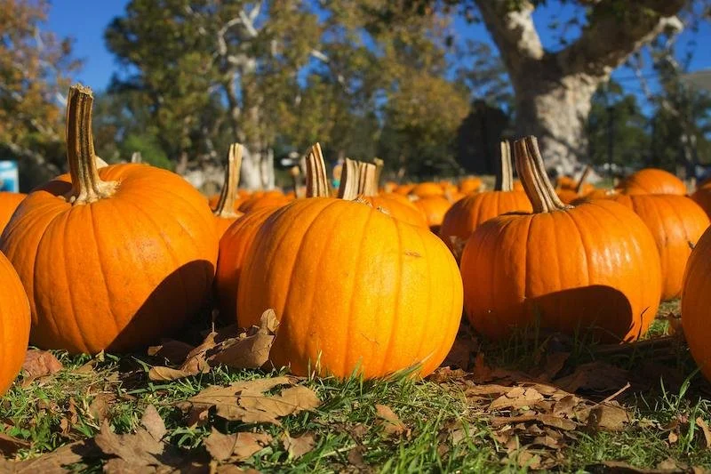 U-Pick & Fall Activities at Schwallier's