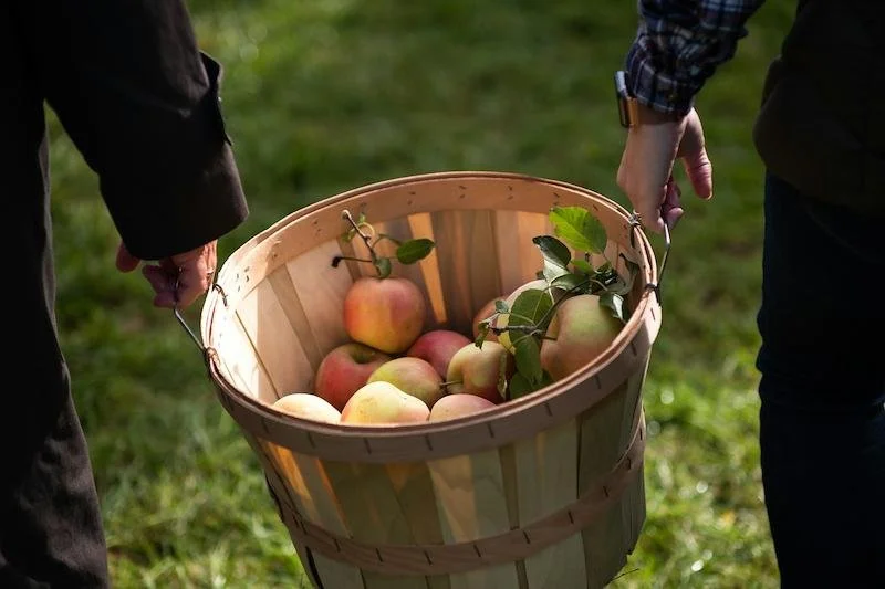Fall Harvest Season at Country Mill (Corn Maze & Pumpkins)