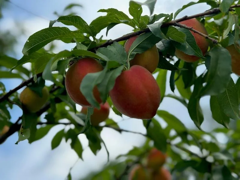 U-Pick Apples & Peaches at Country Mill