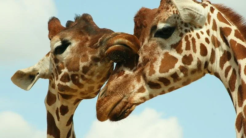 Binder Park Zoo Season Opening