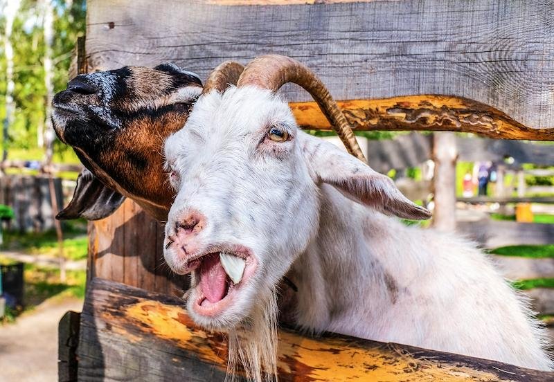MOO-ville Petting Farm Season
