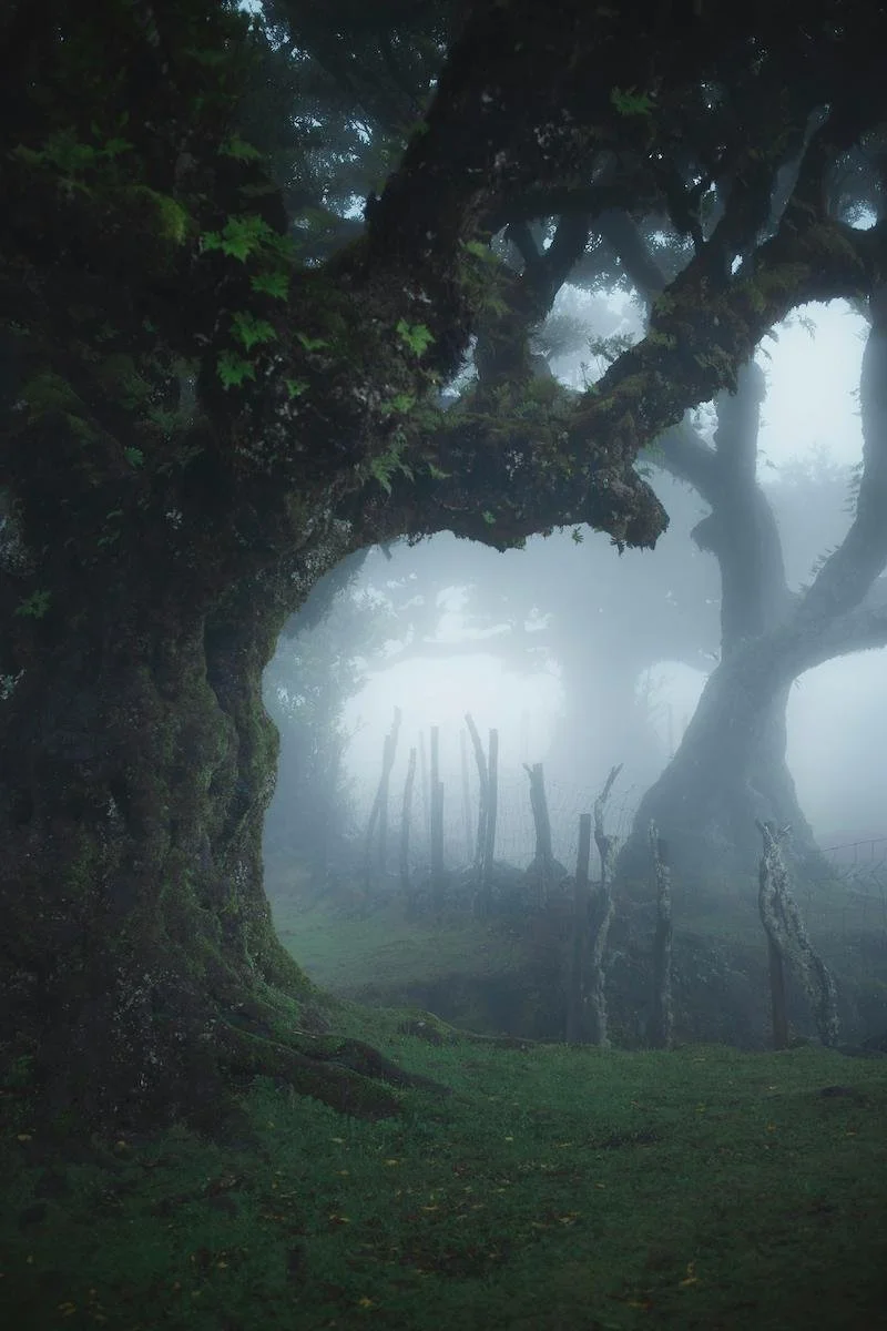 The Haunted Forest at Cannonsburg