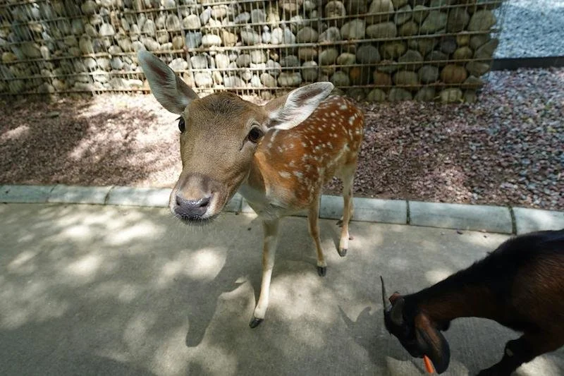 Fall Weekends at Deer Tracks Junction