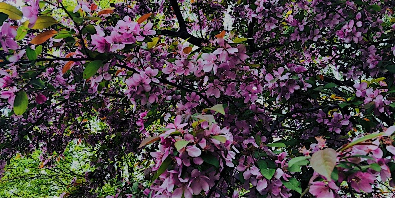 IMG_2687.jpeg