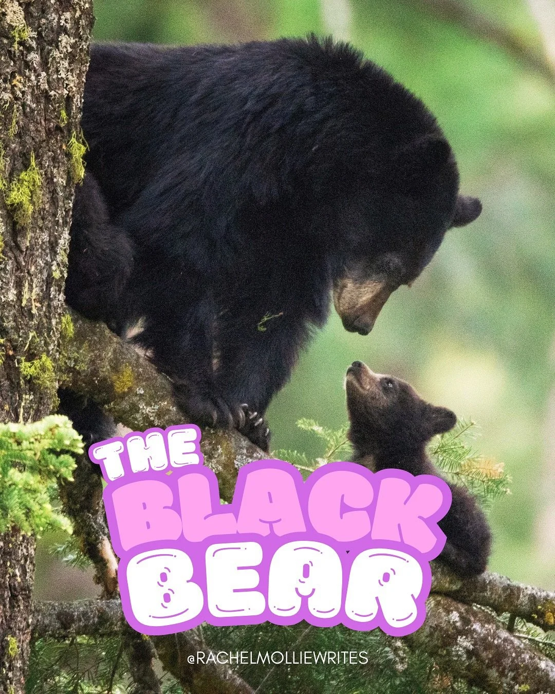The black bear. 🐻 #wildwisdom #blackbear #introspection #strength #courage #protection