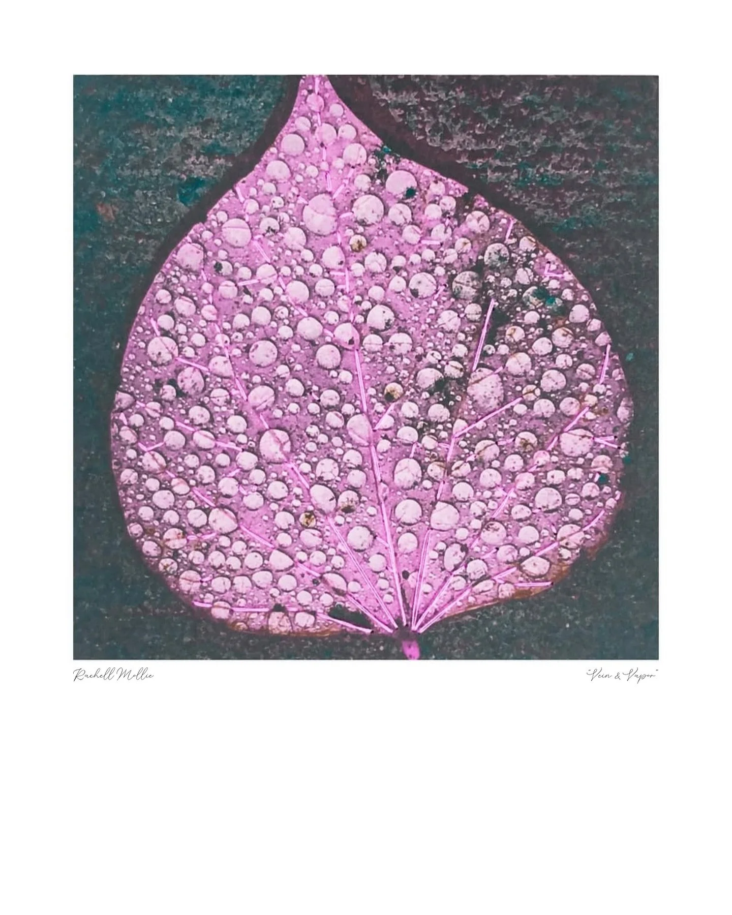 New prints just dropped 🤍 Explore the Polaroid collection: &ldquo;Vein &amp; Vapor&rdquo; and &ldquo;Prairie Dream.&rdquo; Available now at rachelmollie.com/shop.