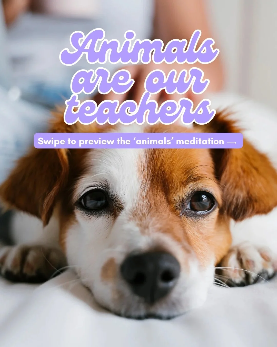 🐾🧘🏻&zwj;♀️💚 PREVIEW: Animals Meditation

Listen to this episode of THE FIX Meditation Podcast for a heartwarming guided meditation designed to deepen your connection with the animal kingdom, cultivate compassion for all living beings, and remind 