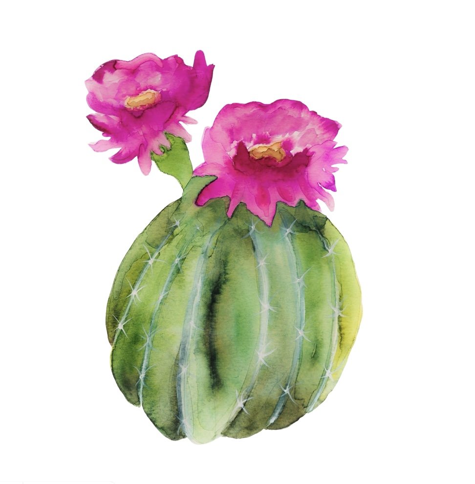 Cactus Flower