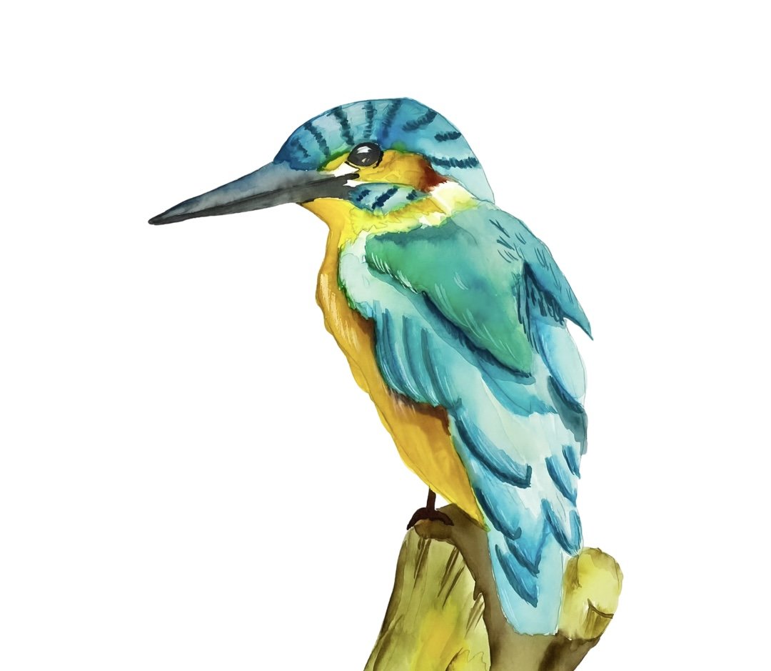 Kingfisher