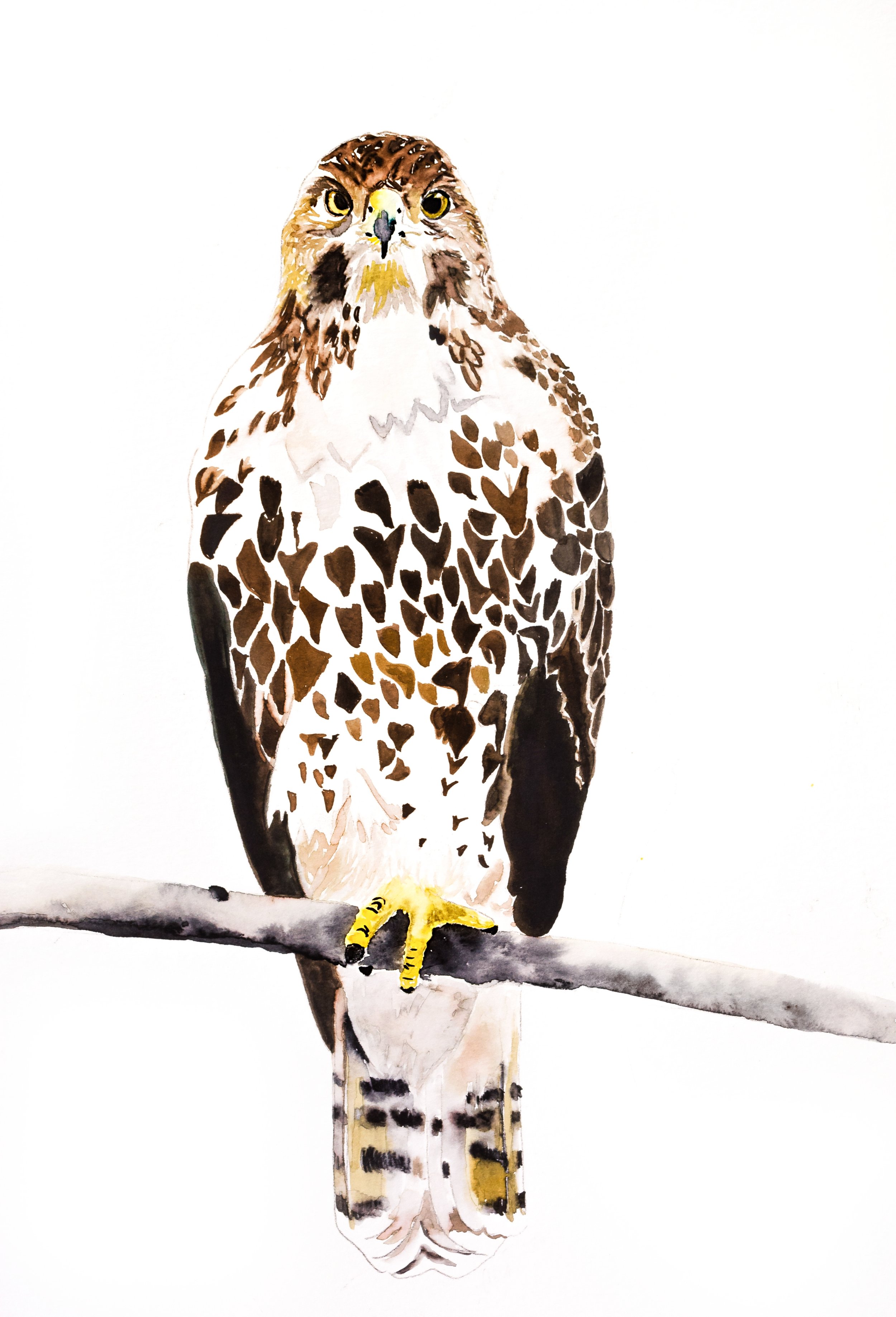 Hawk