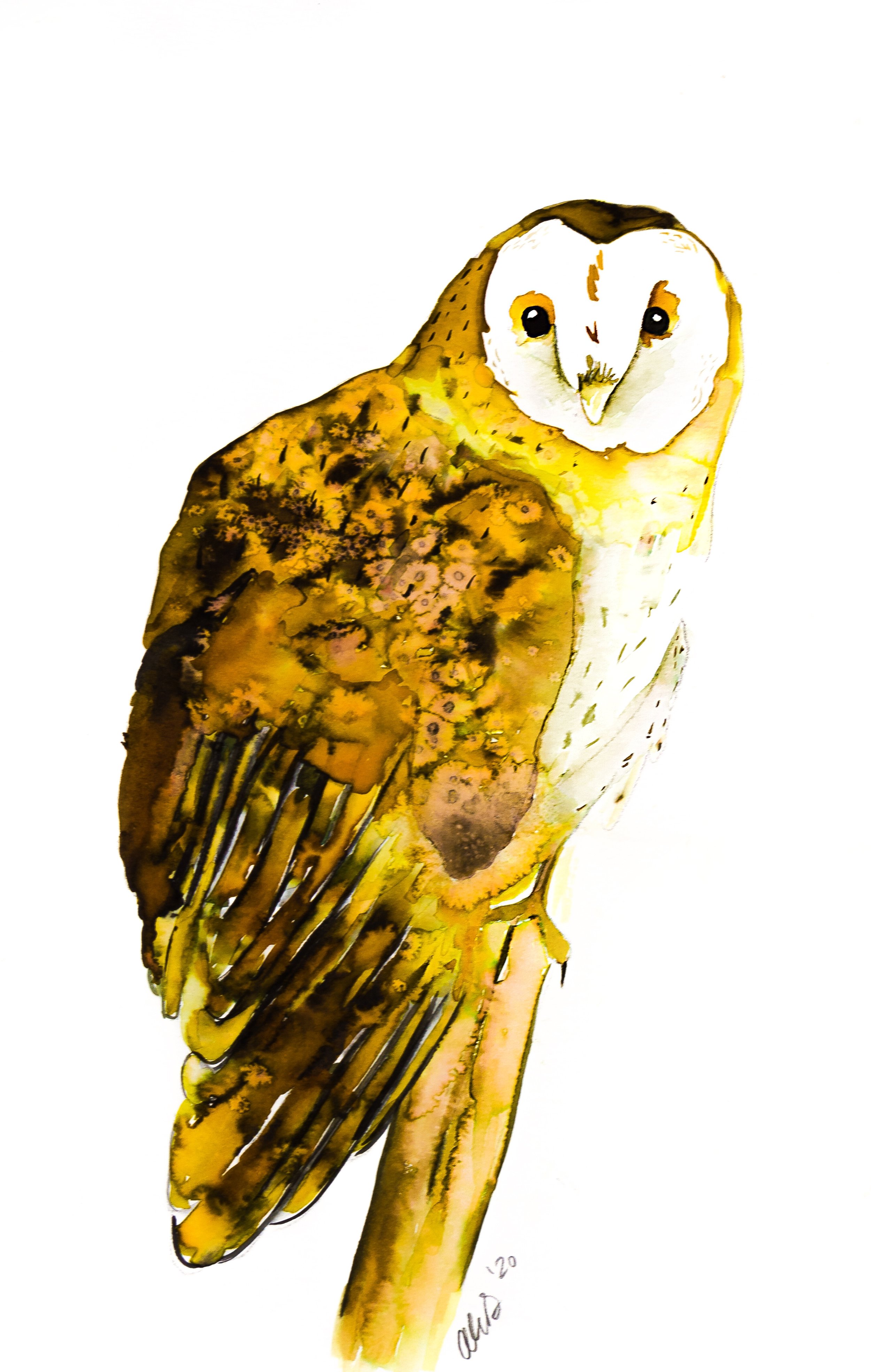 Owl